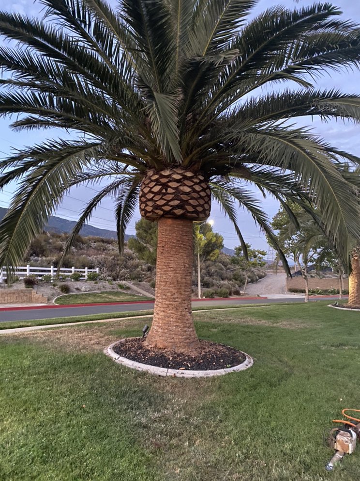 Tree trimming project by Juan's Gardening Service